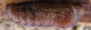 Pupae